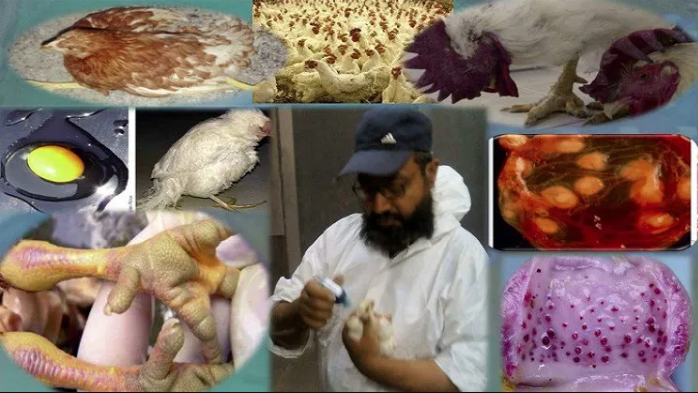 Poultry Farming Viral Diseases Threaten Poultry Industry