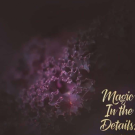 Meg Bitton Live — Magic in the Details (Premium)