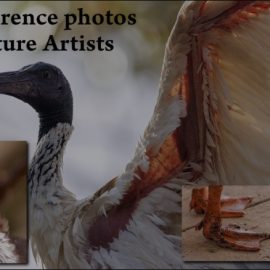 ARTSTATION – 1000+ BIRD PHOTOS FOR CREATURE ARTISTS BY DAVID SIMON (Premium)