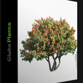 GLOBE PLANTS – SARACA ASOCA  (Premium)