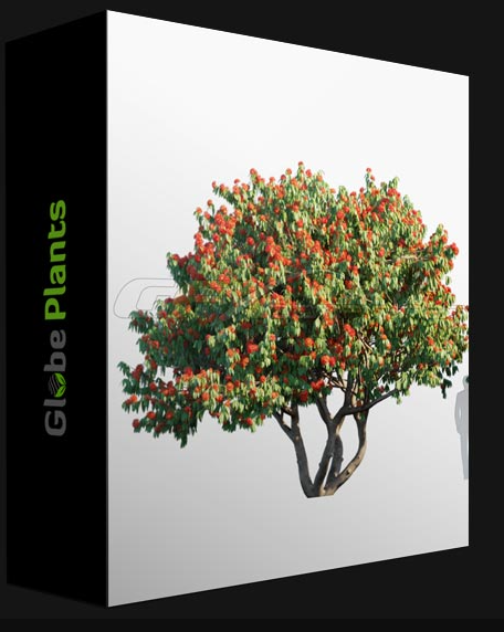 GLOBE PLANTS – SARACA ASOCA