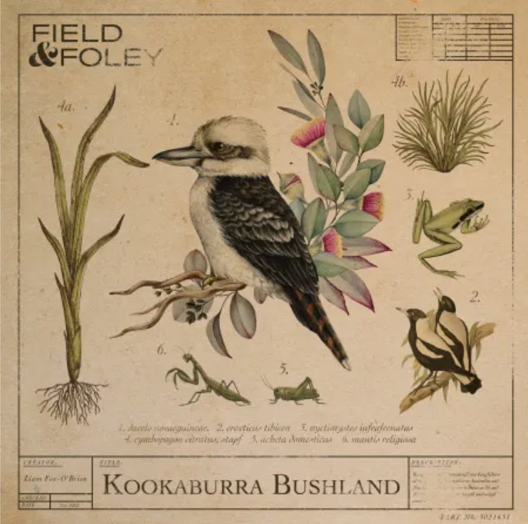 Field and Foley Kookaburra Bushland [WAV]