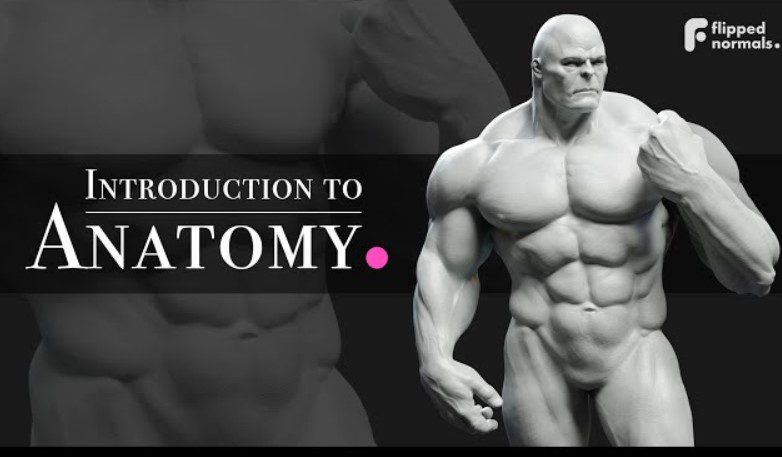 FlippedNormals – Introduction To Anatomy 